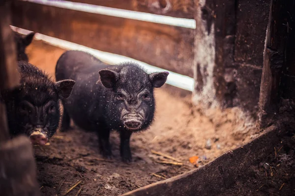 农场里的越南小猪 — 图库照片
