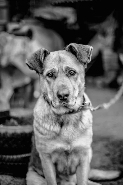 Monochromes Porträt Eines Großen Schönen Hundes Mit Halsband Der Leine — Stockfoto