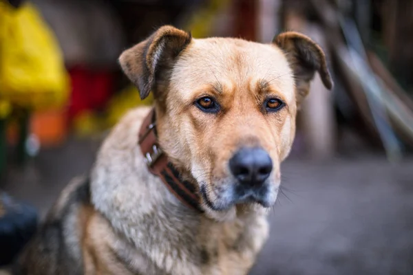 Porträtt Stor Vacker Hund Med Krage Koppel — Stockfoto