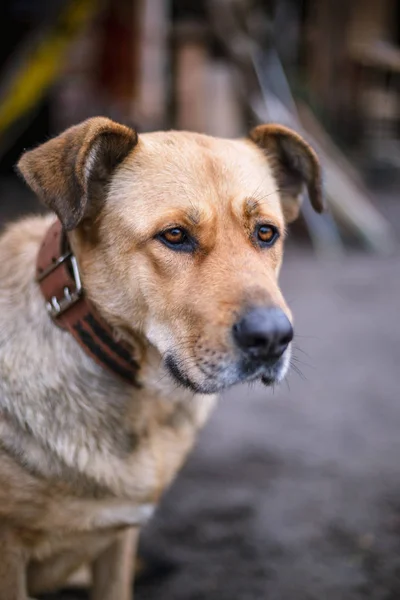 Porträtt Stor Vacker Hund Med Krage Koppel — Stockfoto