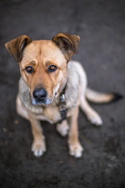 Porträtt Stor Vacker Hund Med Krage Koppel — Stockfoto