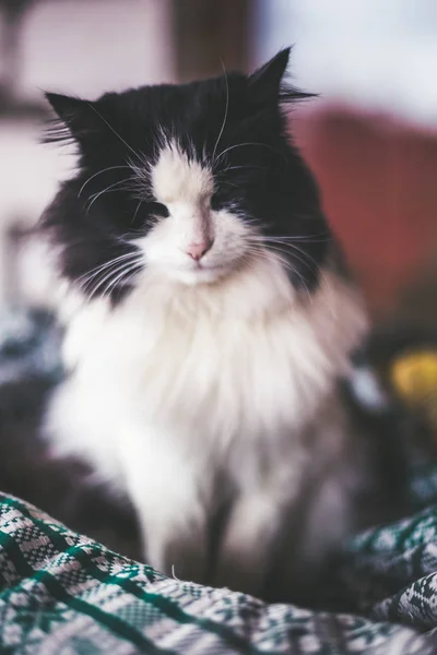 Porträtt Vackra Svartvita Landsbygdens Katt — Stockfoto