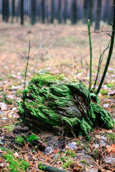 Vieux Tronc Mousse Verte Dans Forêt Automne — Photo