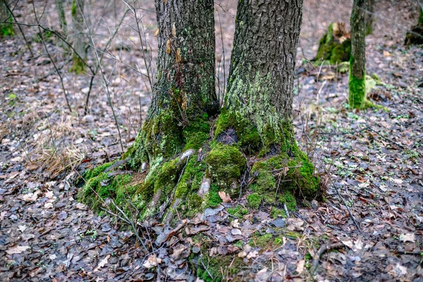 Mousse Verte Sur Arbre Automne — Photo