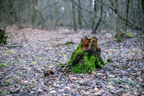 Starym Pniu Zielonym Mchem Lesie Jesienią — Zdjęcie stockowe