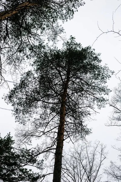 Pohled Zdola Stromů Borovém Lese Podzim — Stock fotografie