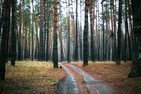 Стара Дорога Сосновому Лісі Восени — стокове фото