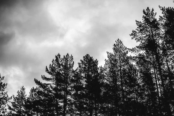 Σκοτεινό Ουρανό Σύννεφα Και Τις Κορυφές Των Πεύκων Από Δάσος — Φωτογραφία Αρχείου