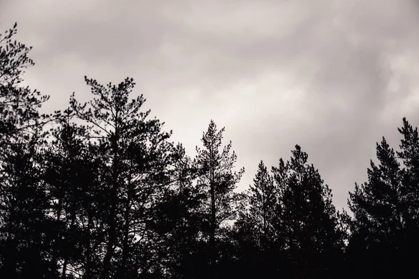 Темне Небо Хмарами Вершинами Соснових Дерев Хвойних Лісах — стокове фото