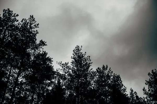 Céu Escuro Com Nuvens Topos Pinheiros Floresta Conífera — Fotografia de Stock