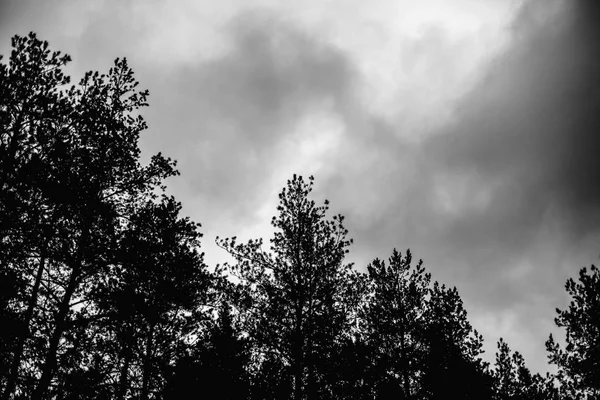 Mörk Himmel Med Moln Och Toppar Pinjeträd Barrskog — Stockfoto