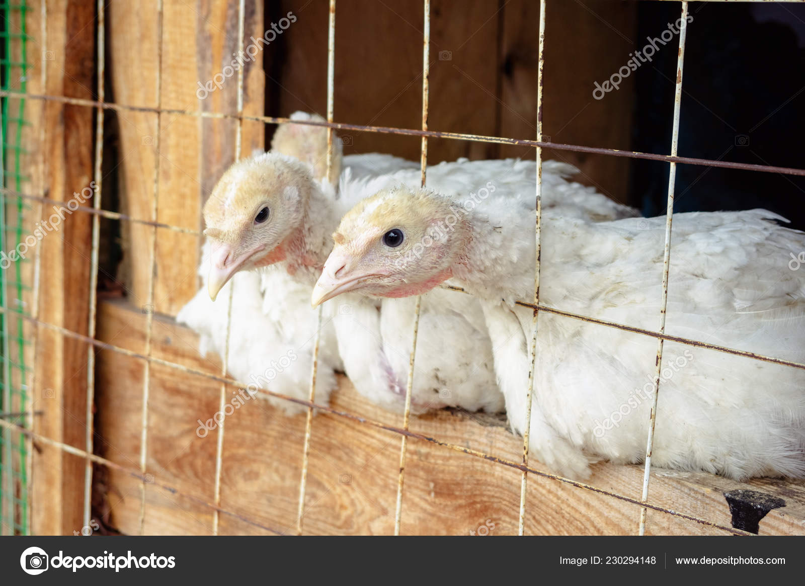 Small White Turkey Chickens Metal Grate Farm ⬇ Stock Photo, Image by