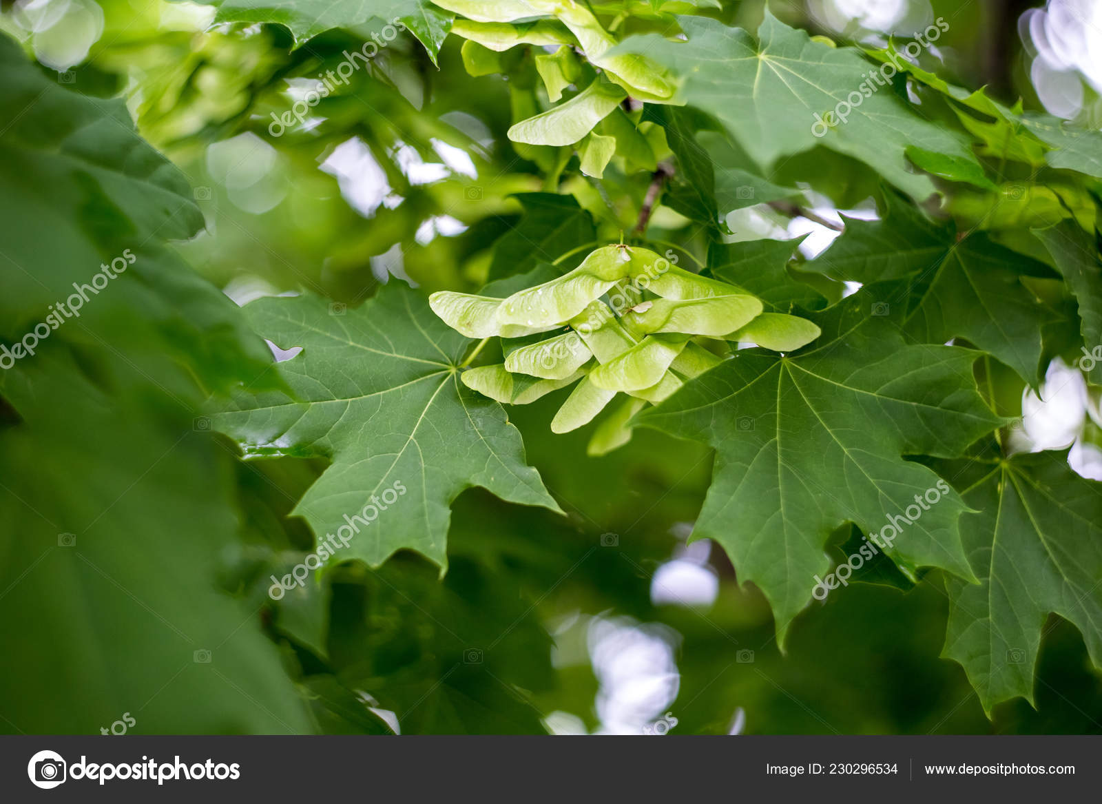 Green Maple Seeds Tree Stock Photo By C Alex862 Yandex Ru