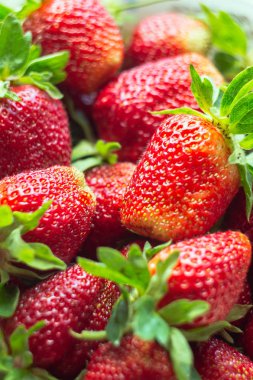 Taze toplanmış çileklerin geçmişi.