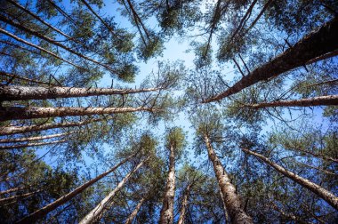 Yeşil orman arka planda güneşli bir gün. Çam ormanı içinde ararken.