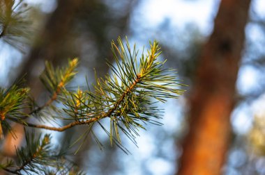 Sunset'teki ormandaki yeşil çam dalı.