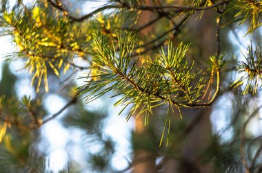 Sunset'teki ormandaki yeşil çam dalı.
