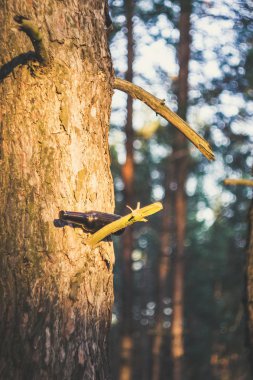 Kahverengi bira şişesi bir ağaç üzerinde bir çam ormanı içinde. Doğa, çevre kirliliğinin imha.