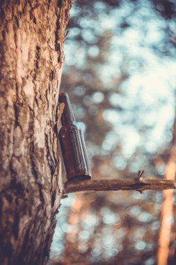 Kahverengi bira şişesi bir ağaç üzerinde bir çam ormanı içinde. Doğa, çevre kirliliğinin imha.