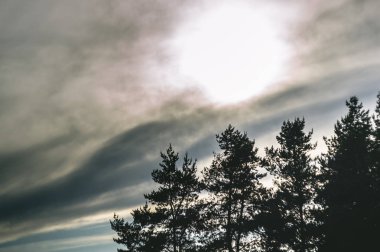 Çam ağaçları ve arka plan için günbatımı üzerinde bulutlu gökyüzü. Metin için yer.