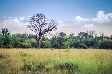 Yaz alanında günbatımı üzerinde tek başına duran ölü ağaç. Mavi gökyüzü ve beyaz bulutlar.