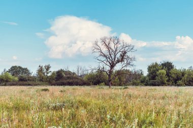Yaz alanında günbatımı üzerinde tek başına duran ölü ağaç. Mavi gökyüzü ve beyaz bulutlar.
