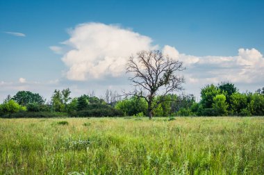 Yaz alanında günbatımı üzerinde tek başına duran ölü ağaç. Mavi gökyüzü ve beyaz bulutlar.