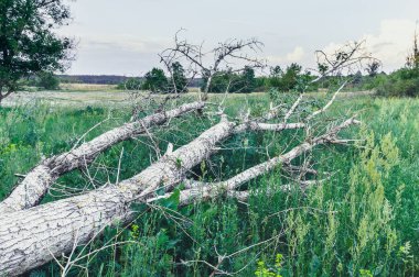 Kuru, düşmüş bir ağaç yeşil otların arasında yer alır..