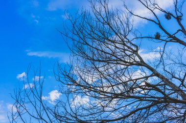 Mavi gökyüzü ve bulutlar arka plan üzerinde kuru ağaç dalları.