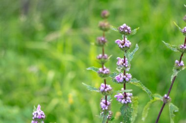 Pembe alan yeşil çimen çiçek.