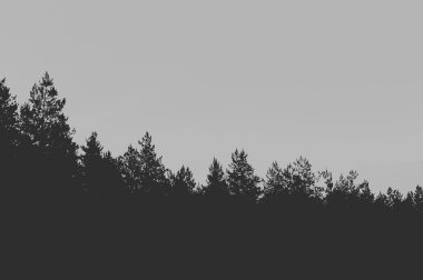 Bir gece manzara fotoğrafını sanatsal işlenmesi. Siluet bir çam ormanı, gökyüzü bulutlu ve ay. Metni için bir yer.