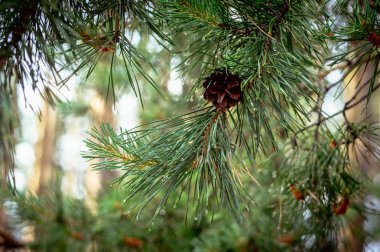 Eski bir çam kozalağı yağmur sonra yeşil dal. Yağmur damlaları üzerinde yeşil Çam iğneleri.