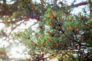 Yeşil çam dal bir yağmur sonra genç koni. Taze ladin iğne falan batmazdı çiy.