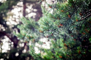 Yeşil çam dal bir yağmur sonra genç koni. Taze ladin iğne falan batmazdı çiy.