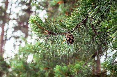 Eski bir çam kozalağı yağmur sonra yeşil dal. Yağmur damlaları üzerinde yeşil Çam iğneleri.