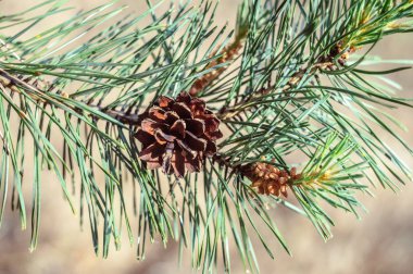 Eski bir çam kozalağı yağmur sonra yeşil dal. Yağmur damlaları üzerinde yeşil Çam iğneleri.