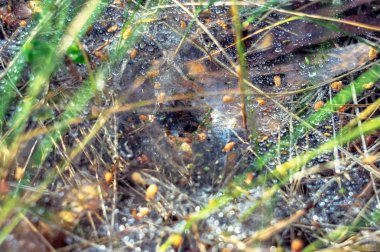 Yağmur ve örümcek web ortasında yuva sonra bir web çiy ile damla.