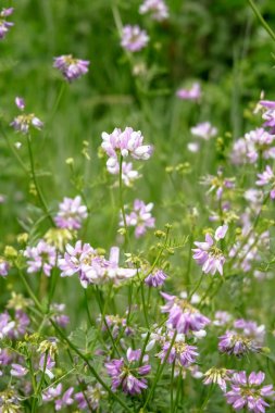 Vahşi pembe yeşil çim çiçeklenir. Renkli şık fotoğraf.