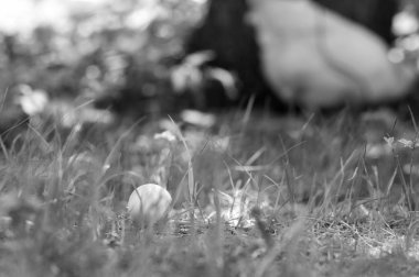 Tavuk yumurta çim. Tek renkli eski stil fotoğraf.