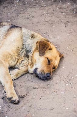 Büyük köpek yerde yatıyor..