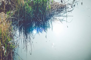 Sazlık ve güneş su yansıma.