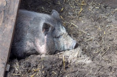 Gümüş Vietnamca domuz yavrusu. Islah domuz çiftliği.