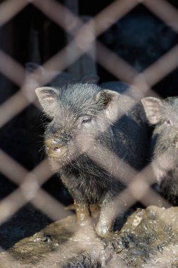 Küçük Vietnamlı domuz çiftliği