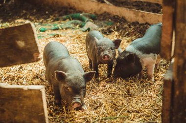 Vietnamca domuzlar. Islah domuz çiftliği.