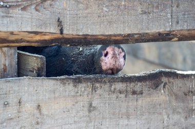 Domuz burun. Islah domuz çiftliği.