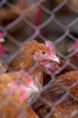 Çiftlikteki tavuklar. Tonlanmış, stil, renk fotoğrafı