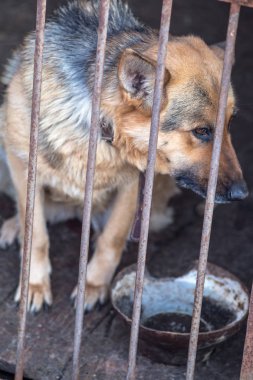 Yaşlı bir kuşhanede büyük üzgün bir çoban. Tonlanmış, tarz fotoğrafı..