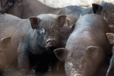 Küçük Vietnamlı domuz çiftliği