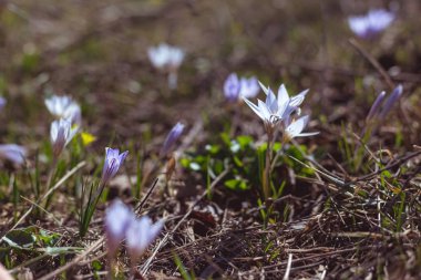 Güzel vahşi bitkisi çiçeği. yere