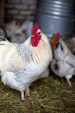 Çiftlikteki tavuklar. Tonlanmış, stil, renk fotoğrafı